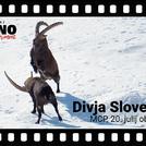Poletni kino: Divja Slovenija (Slo / 2021)